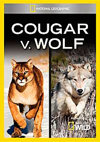 Cougar Vs Wolf