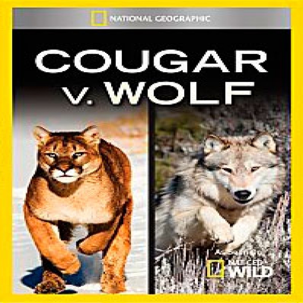 Cougar Vs Wolf